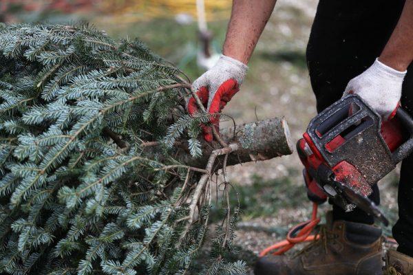 MIAMI, FL - DECEMBER 18: Alexander Romero uses a chain saw to prepare a Christmas tree for a customer at Holiday Sale on December 18, 2017 in Miami, Florida. The National Christmas Tree Association announced that there is a tree shortage this year which is driving up prices and causing people to have to shop around to find trees. (Photo by Joe Raedle/Getty Images)