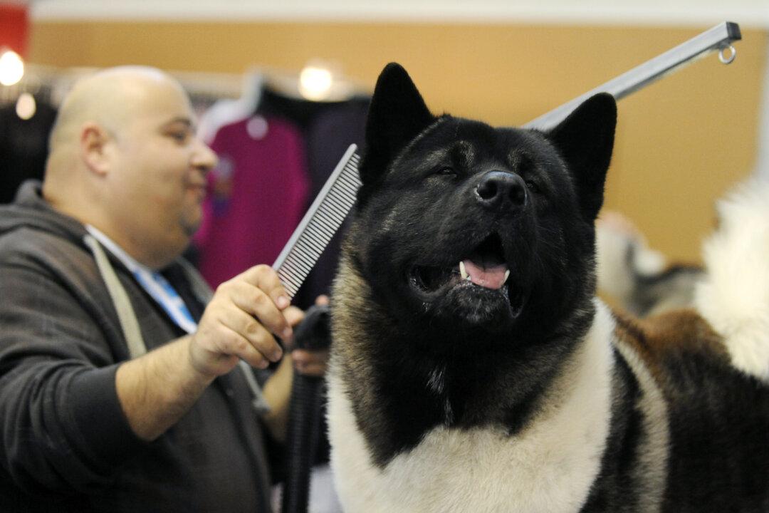 7-Year-Old California Girl Needs 1,000 Stitches After Akita Attack
