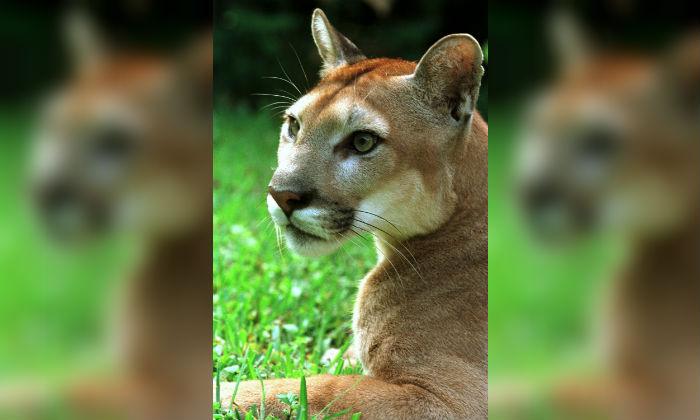 TV Presenter Sparks Outrage After Hunting a Mountain Lion and Taking Trophy Kill Photos