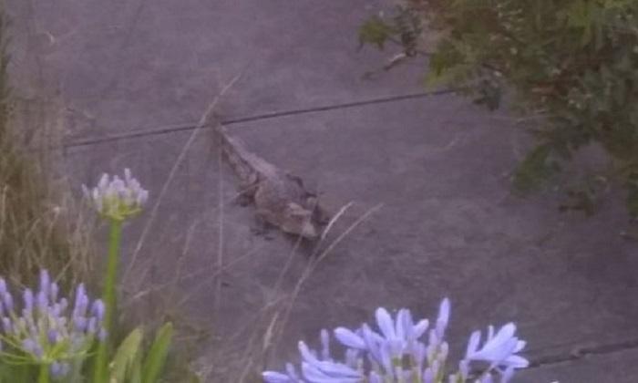 Discovery of Crocodile in Melbourne Suburb Has Police Baffled