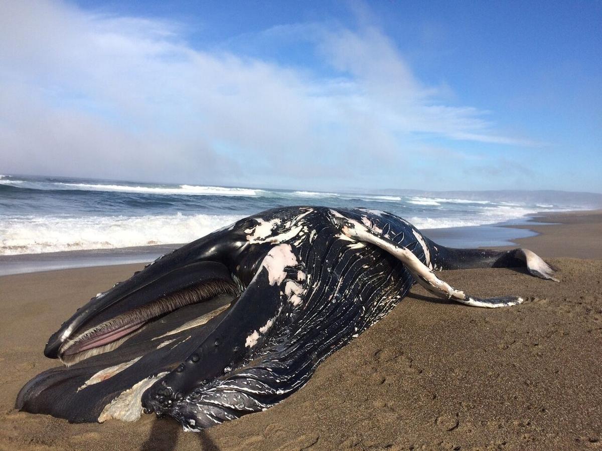 30-foot Humpback Whale Washes Up on California Beach