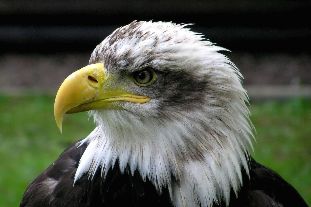 Police Officer Saves Injured Bald Eagle on Christmas Eve