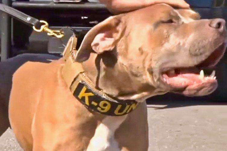 Pit Bull Joins Louisiana Tribal Police Force, Helps Make Over 30 Arrests