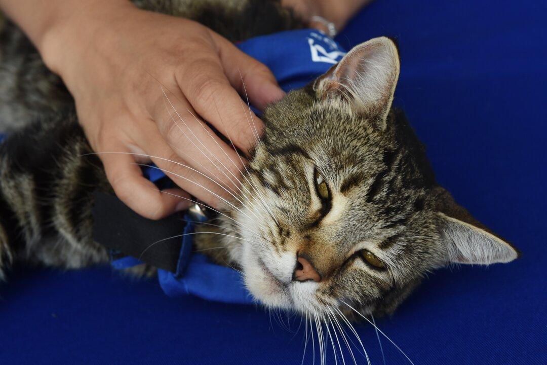 Tara the Courageous Cat that Protected Her Owner From Attacking Dog to Ride in Rose Parade