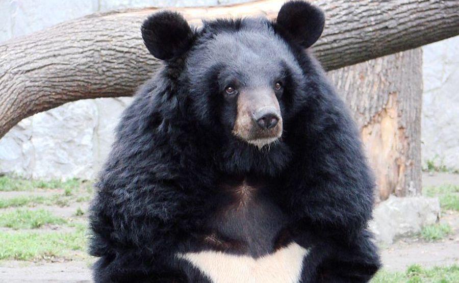 Chinese Man Filmed Shooting Endangered Bear, Sparking Outcry