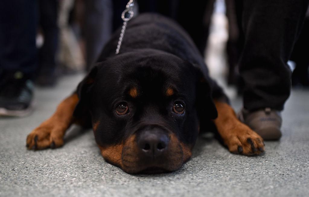 These Are the Riskiest Dog Breeds for People to Own