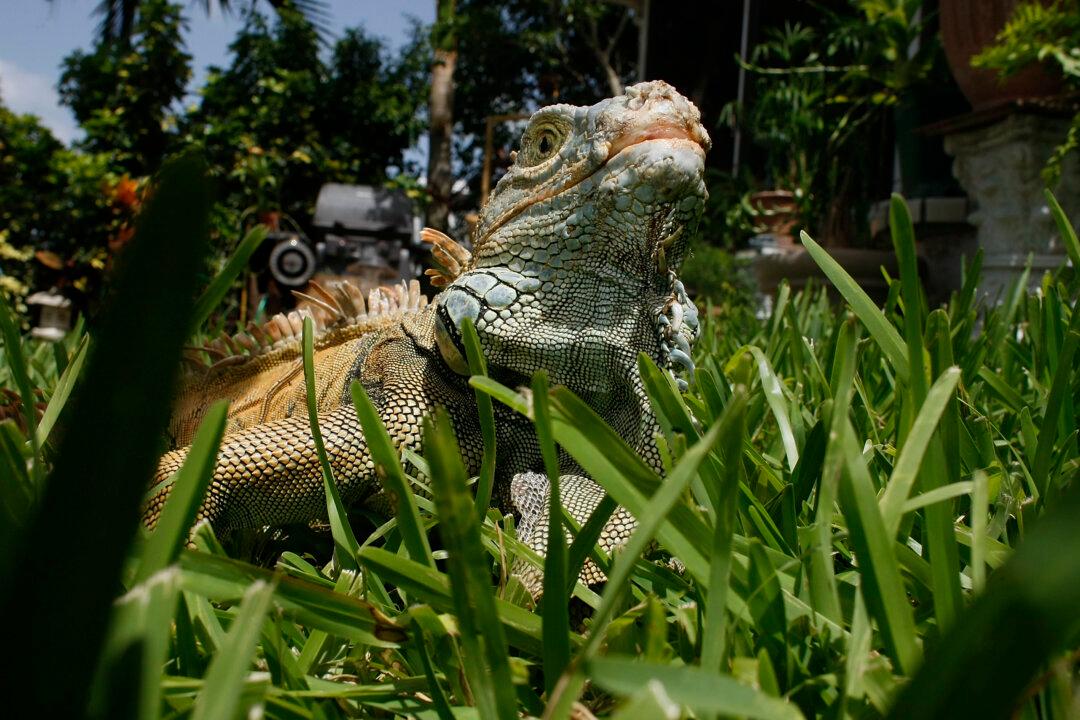National Weather Service Issues ‘Falling Iguana Alert’ in Florida