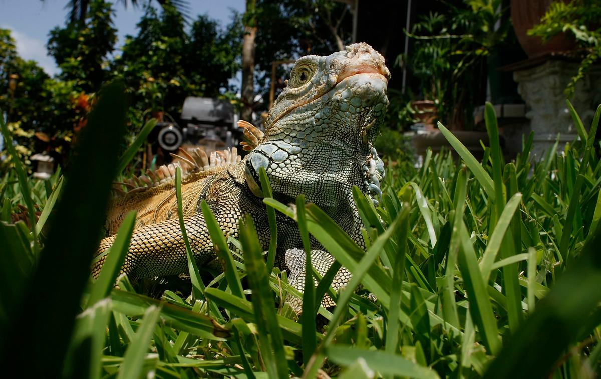 National Weather Service Issues ‘Falling Iguana Alert’ in Florida