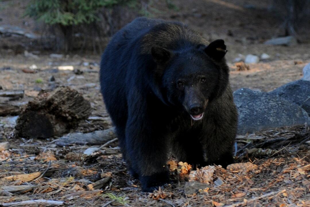 Officials Kill Young Black Bear That Became Local Selfie Celebrity