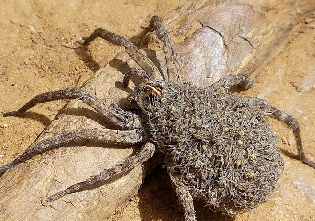 Man Sets House on Fire Trying to Kill a Large Spider