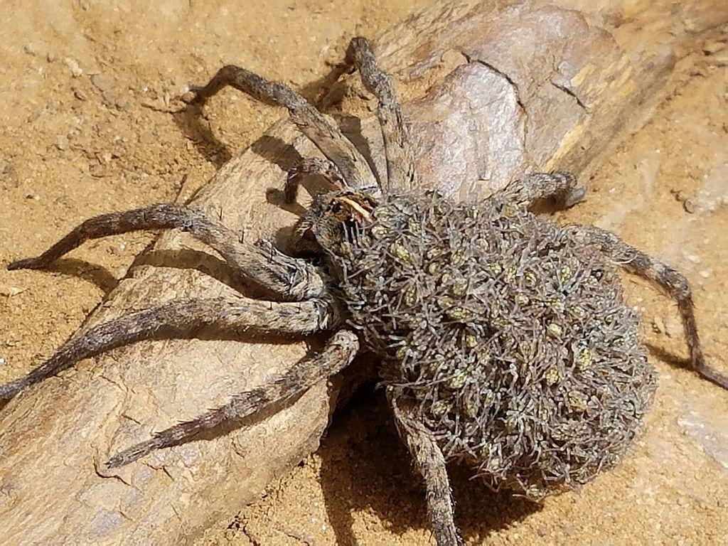 Man Sets House on Fire Trying to Kill a Large Spider
