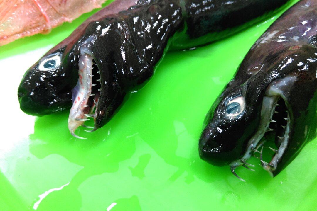 ‘Alien’ Monster Sharks Found Near Taiwan