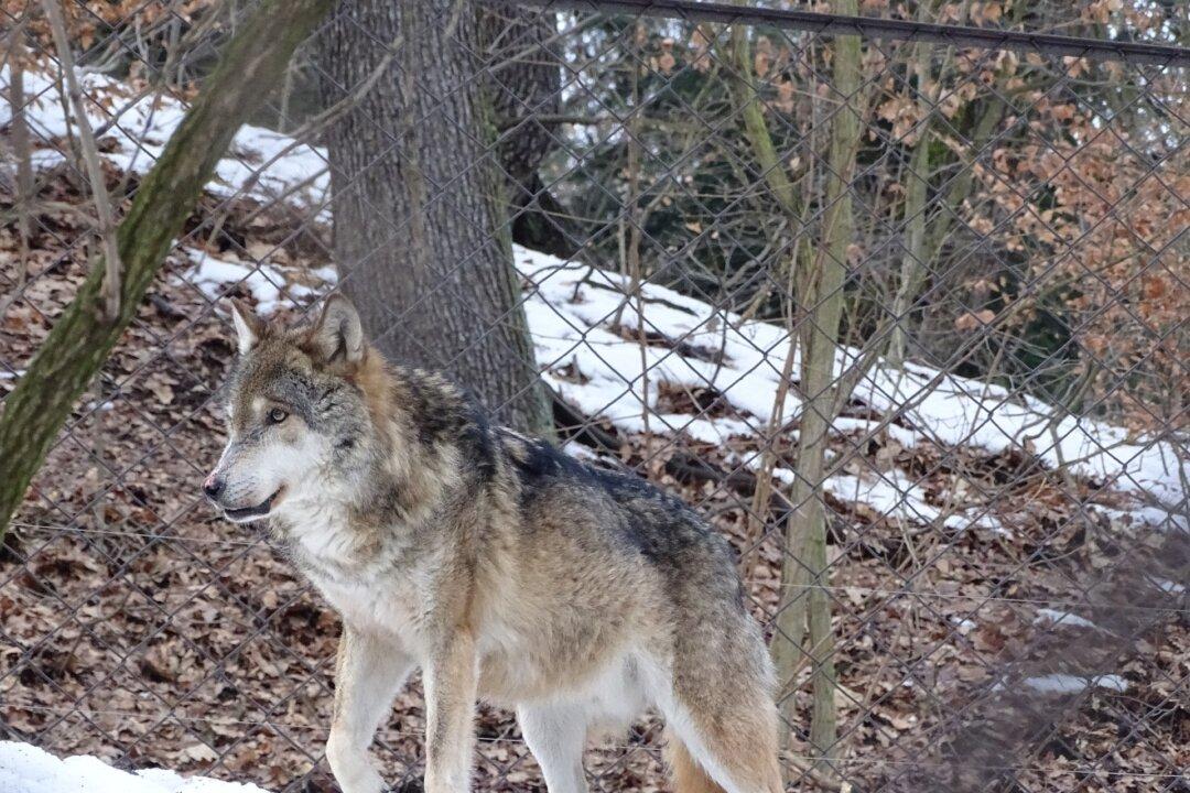 First Wolf Spotted in Belgium in Over a Century
