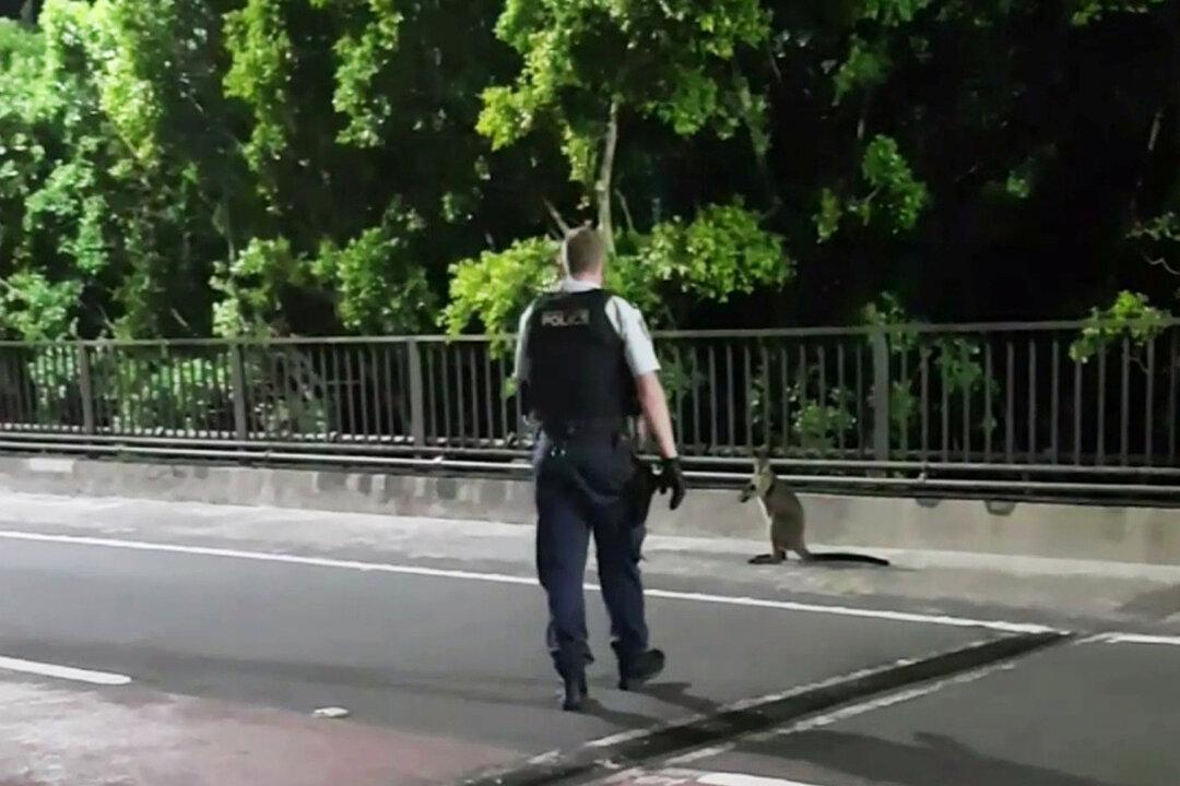 Wayward Wallaby Gets the Jump on Police in Sydney Harbour Bridge Chase
