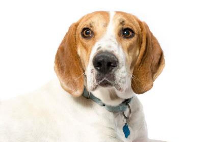 Dog Named ‘Lucky’ Survives Abandonment in the Desert–and a Bullet to the Head