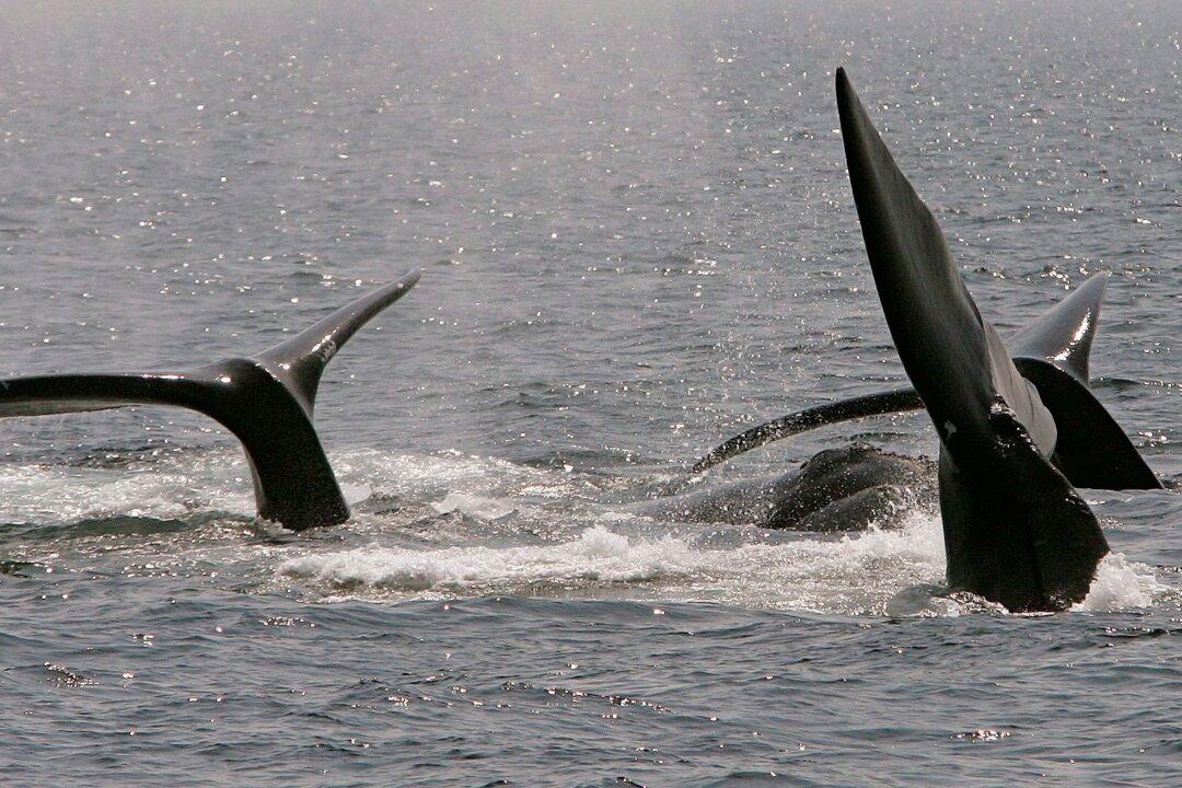 Canada in Brief, Jan. 25-31