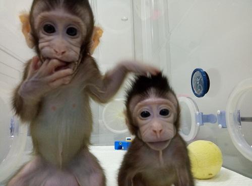 China Makes Frightening Advances in Cloning