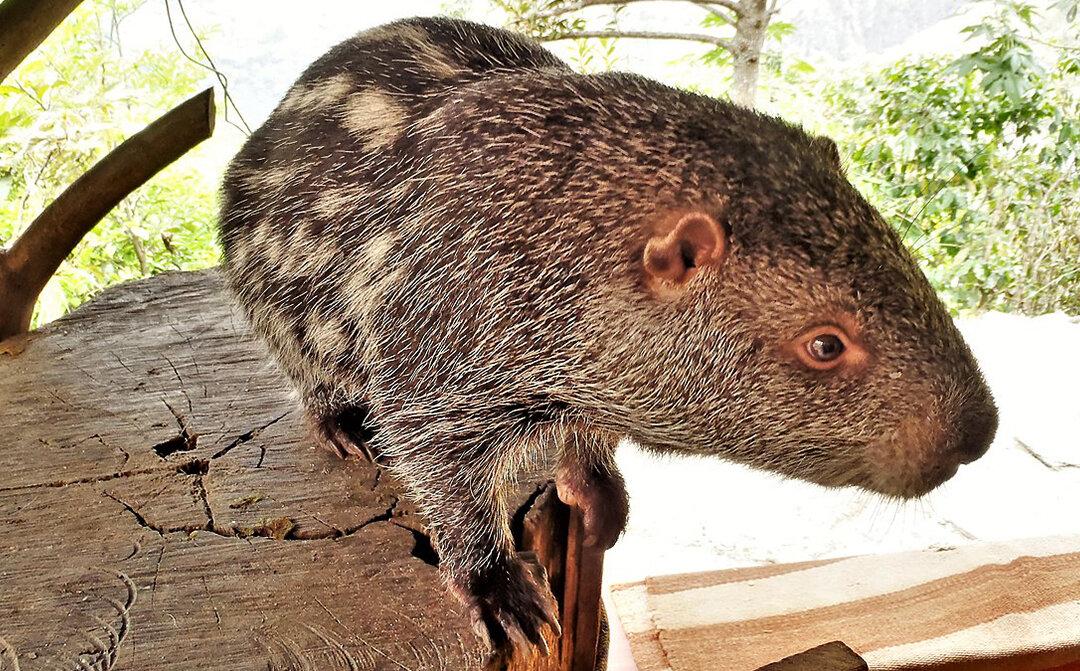 ‘Shower Rat’ Video—It’s Not a Rat, But It May Be Pet Abuse