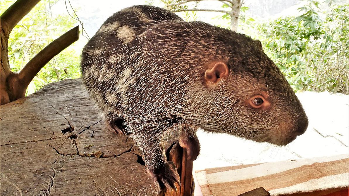 ‘Shower Rat’ Video—It’s Not a Rat, But It May Be Pet Abuse