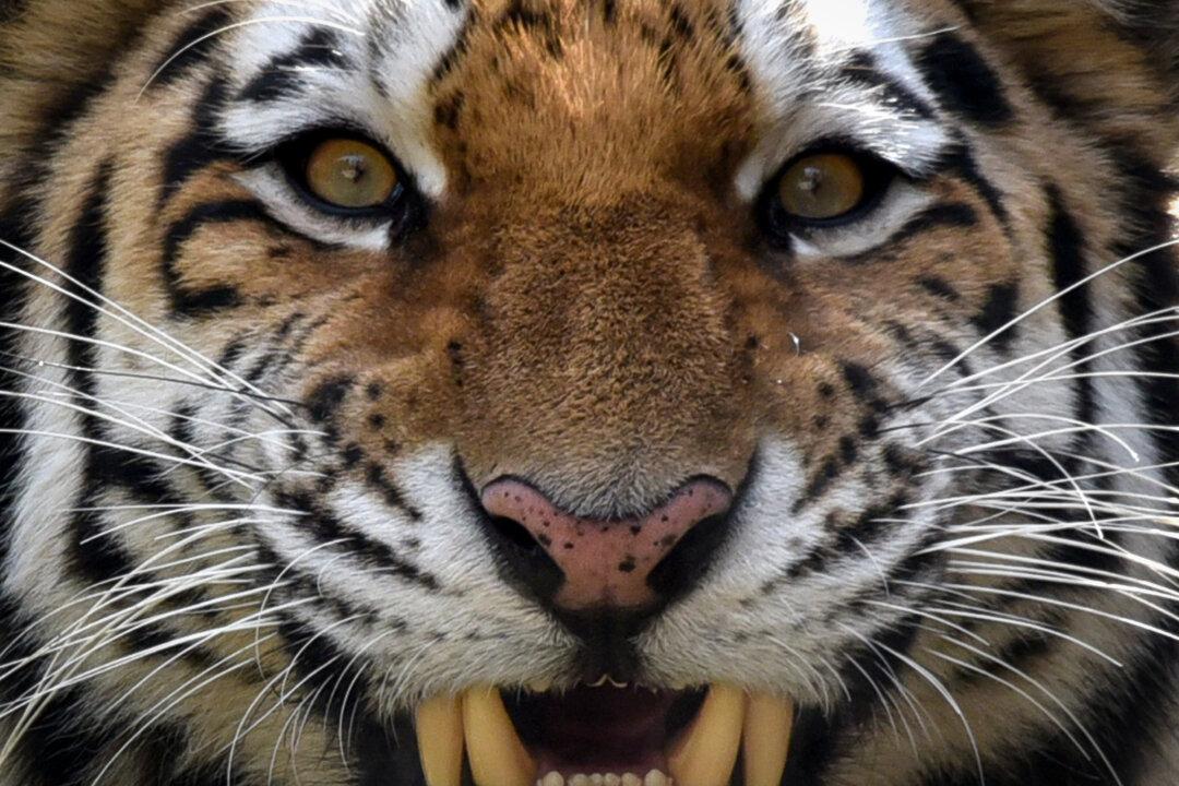 Man Survives Siberian Tiger Attack by Jamming His Arm in the Beast’s Jaws