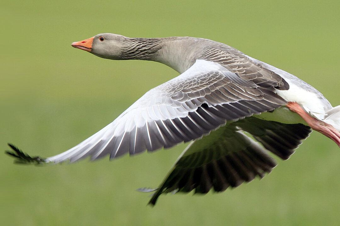 Dead Goose Fights Back—Hunter Knocked Out by Plummeting Prey