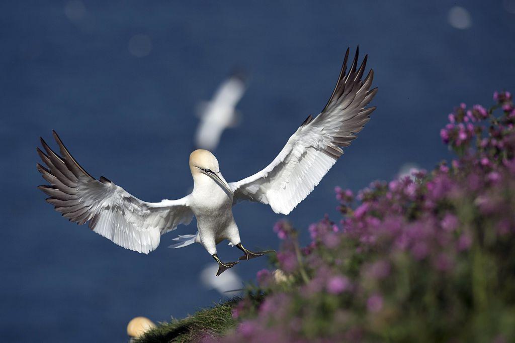 Nigel the Gannet Dies Alone After Falling in Love With a Fake Gannet
