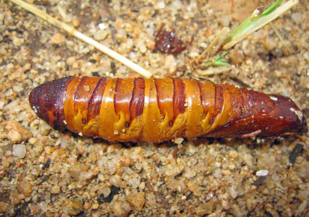 Missing Group Survives by Eating Grubs in Australian Outback
