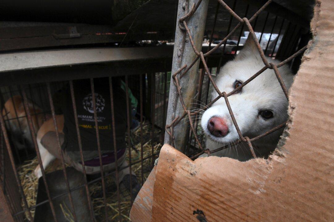 Dog Meat Served in South Korean Restaurants Despite Government Pressure Ahead of Olympics