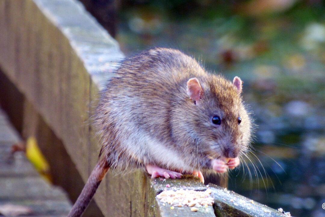 Giant Rat Terrorizes Shoppers in Philippines Mall