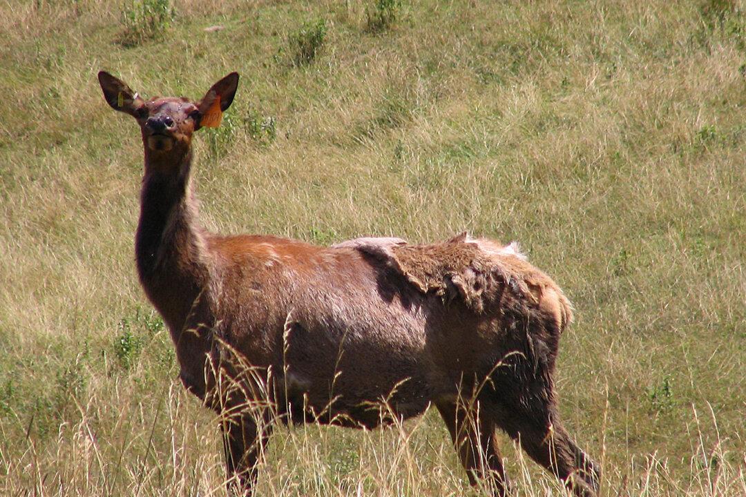 Viral Video: Elk vs. Photographer