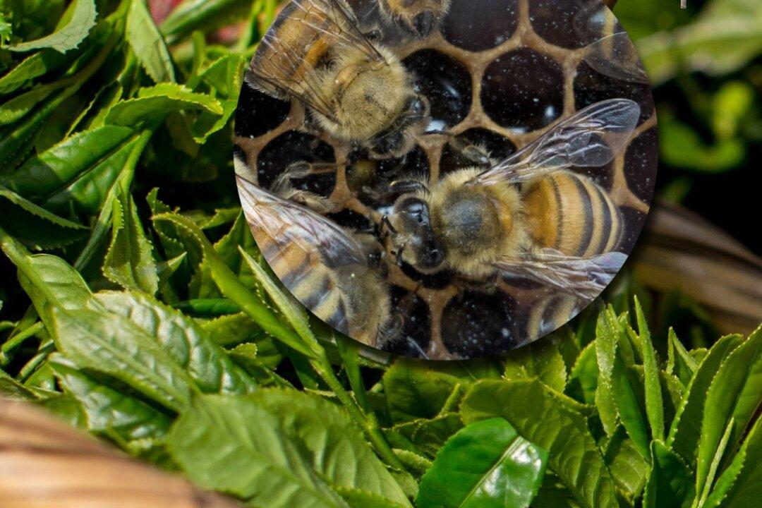 Fears Varroa Here to Stay but Hope Remains