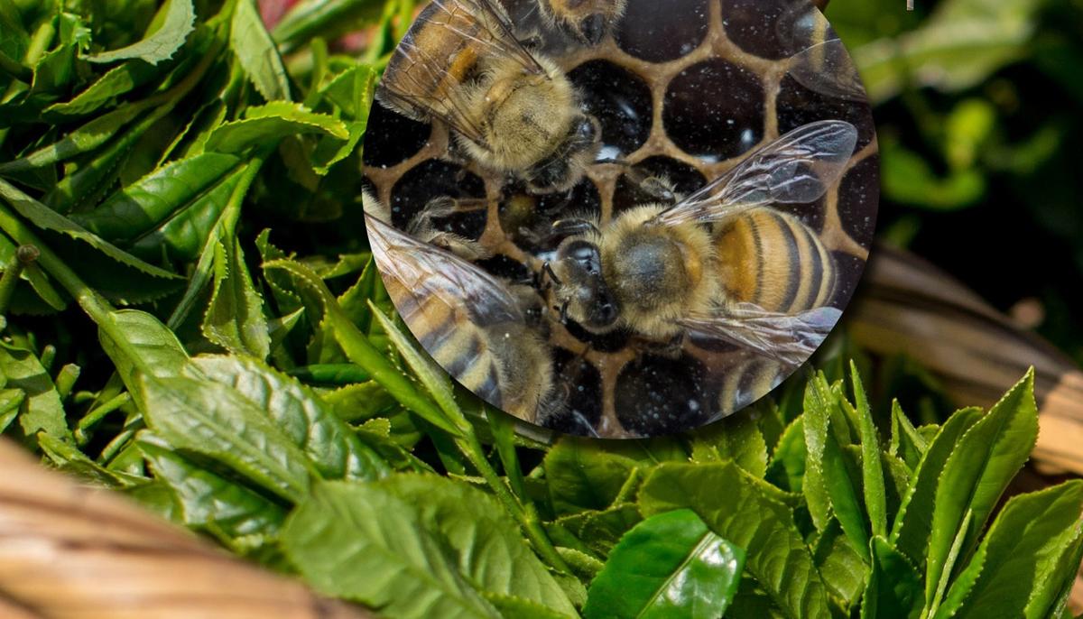 Fears Varroa Here to Stay but Hope Remains