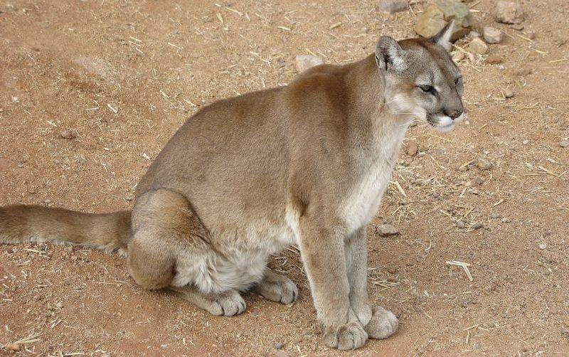 Second Cougar Sighting in Wisconsin This Month Surprises Homeowner