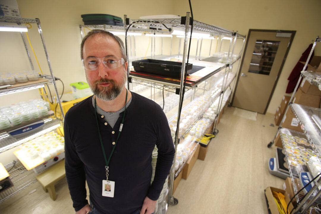 Seed Companies Race to Stop a ‘Cancer’ in Canada’s Most Valuable Crop