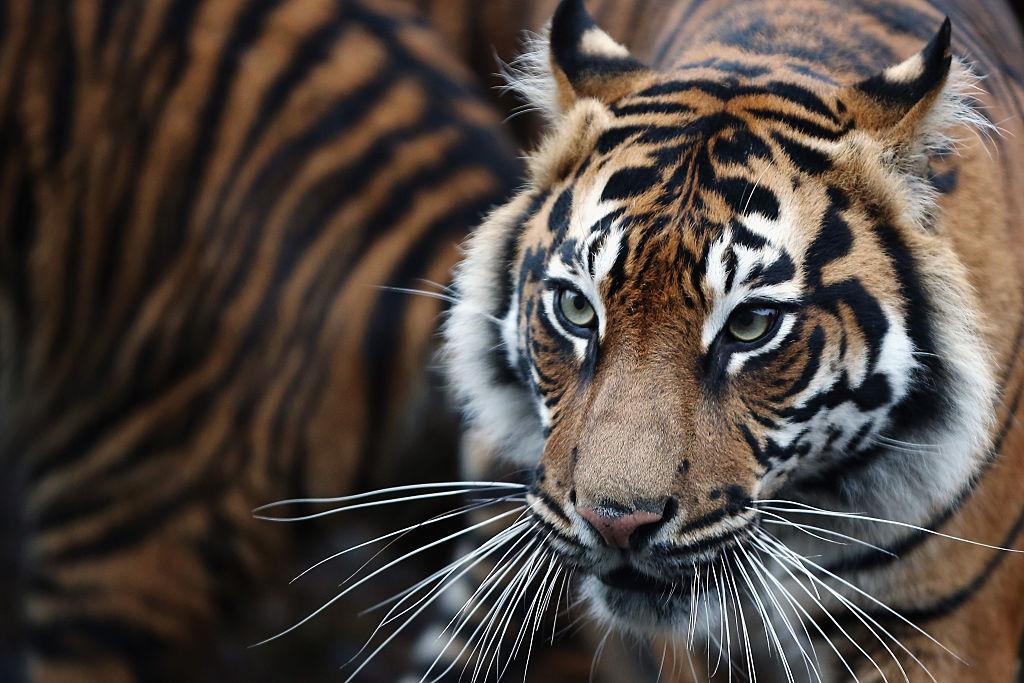 Indonesian Villagers Killed Rare Tiger Because They Believed It Was a Shapeshifter