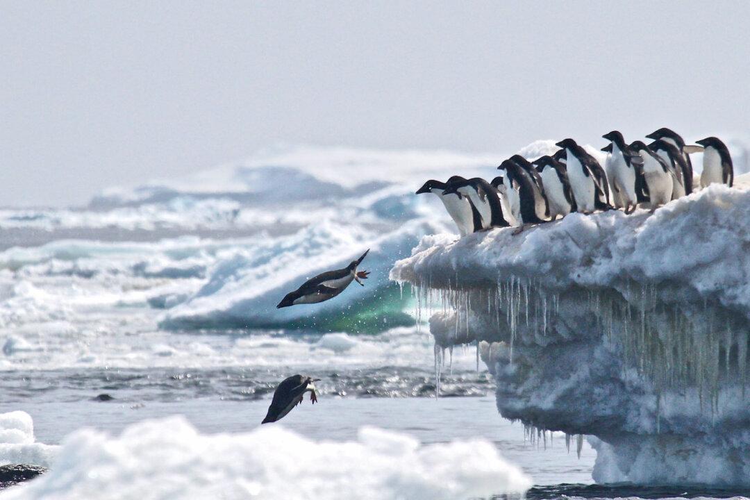 Penguin Mega-Colony Discovered Using Satellites and Drones, Raising Scientists’ Hopes