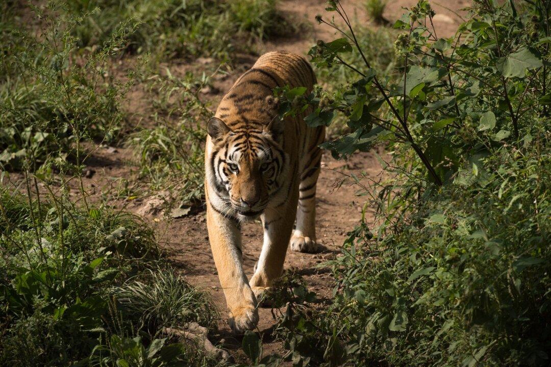 Zookeeper Mauled to Death by Tiger He Raised From Cub in China