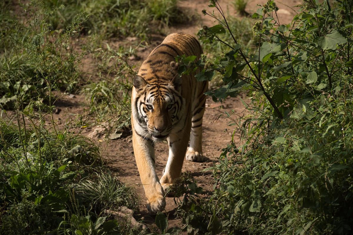 Zookeeper Mauled to Death by Tiger He Raised From Cub in China