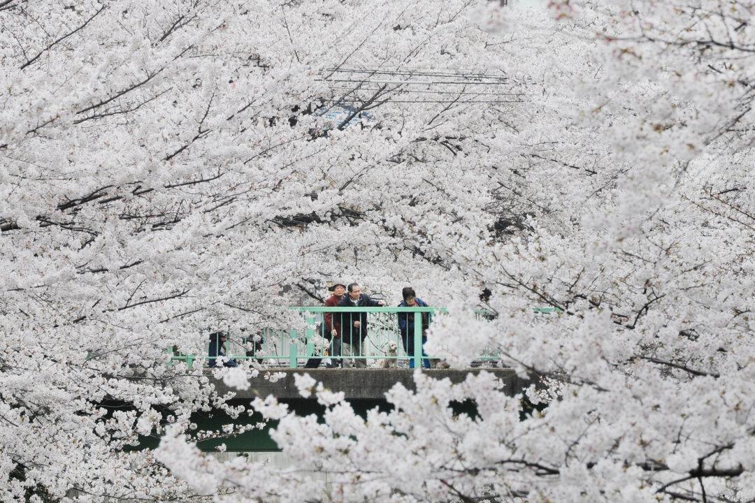 Chasing Cherry Blossoms in Japan