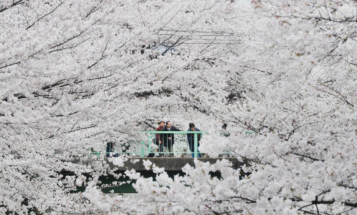 Chasing Cherry Blossoms in Japan