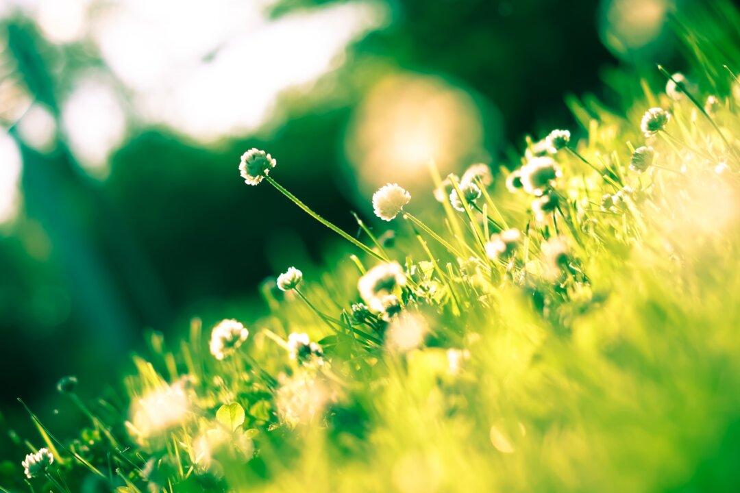 Spring Has Sprung in Perfect Harmony