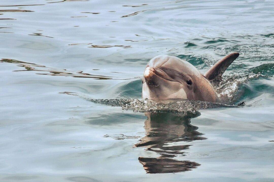 Concerns Growing for Pod of Dolphins Trapped by Ice in NL Harbour