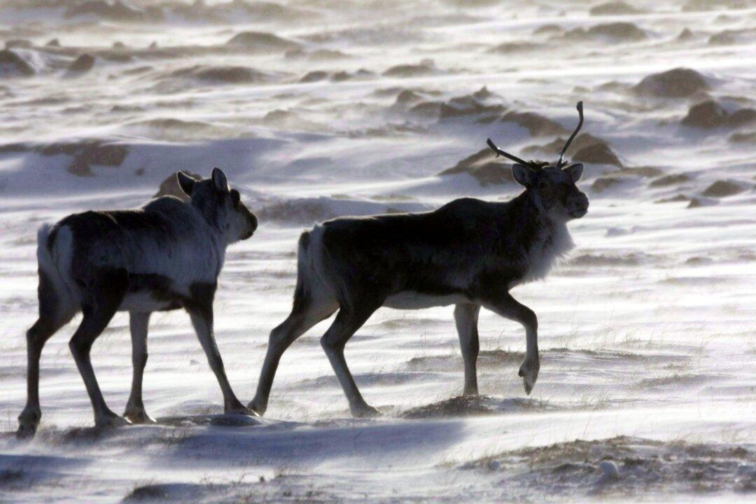Alberta Suspends Caribou Protection Plan, Seeks Assistance From Ottawa