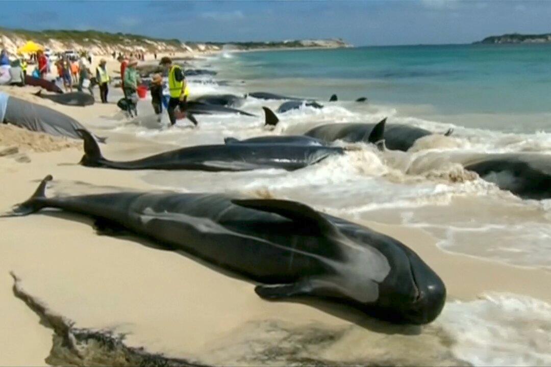 Mass Stranding of Whales on Western Australia Beach