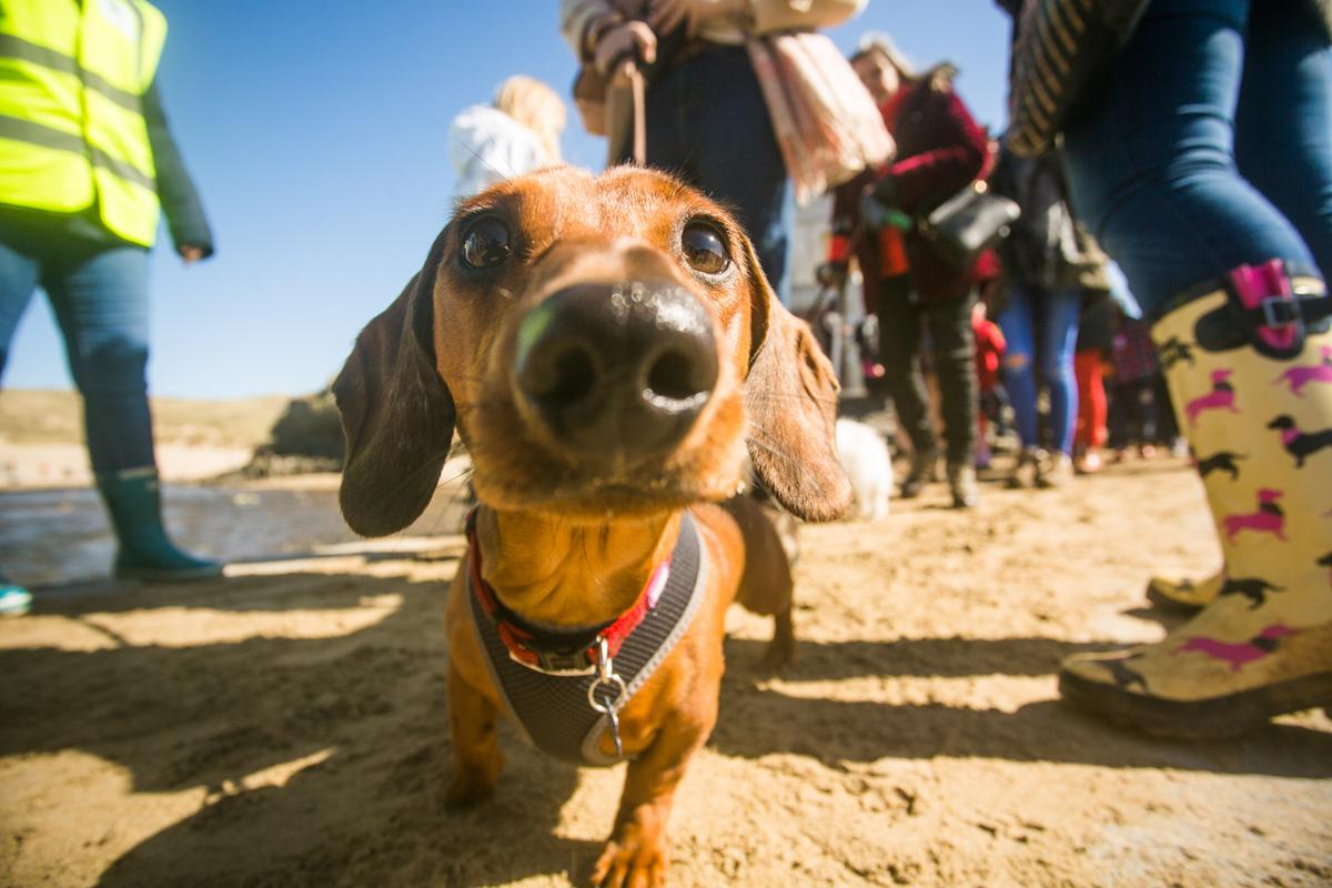 Sausage Dog ‘World Record’ Broken as Over 600 Gather on Beach
