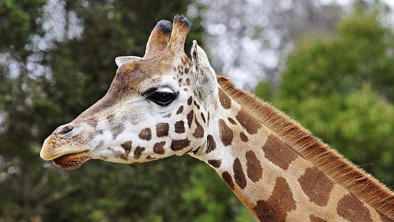 Gali the Giraffe Departs Chaffee Zoo for the Great Veldt in the Sky