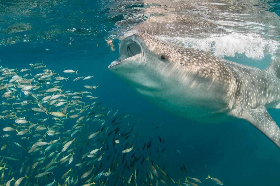 Man Takes Incredible Photos of Shark Gulping Down Food Tornado