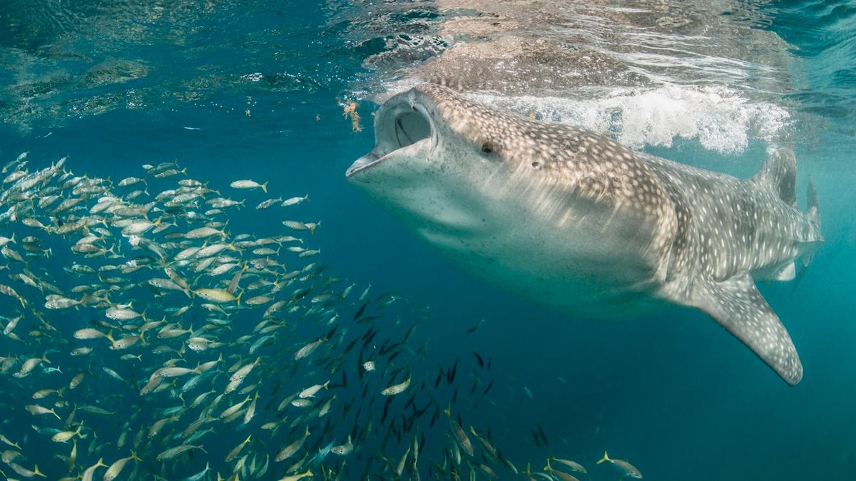 Man Takes Incredible Photos of Shark Gulping Down Food Tornado
