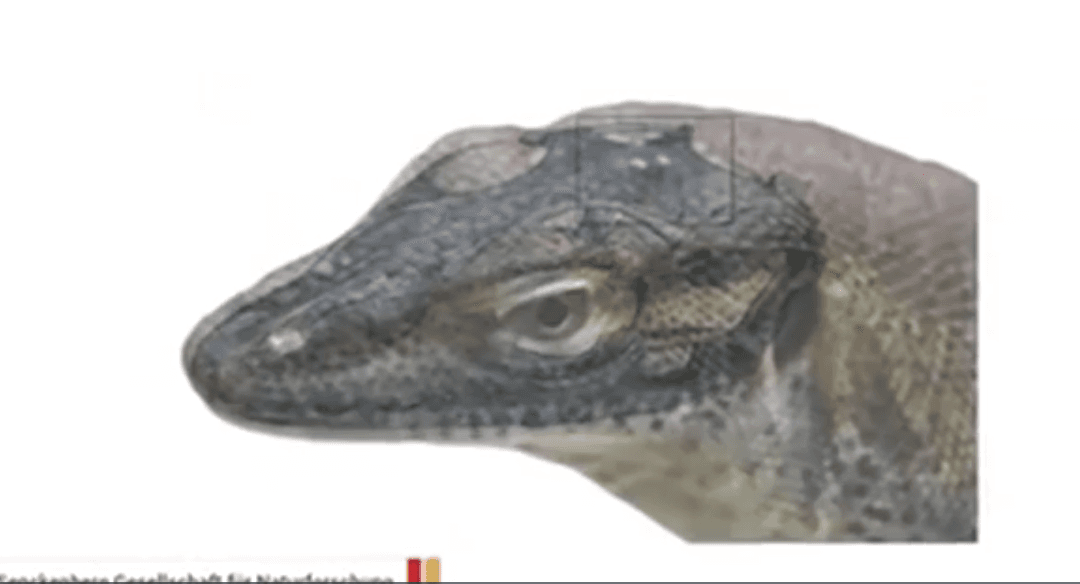 Scientists Reveal This Now-Extinct Lizard Had Four Eyes