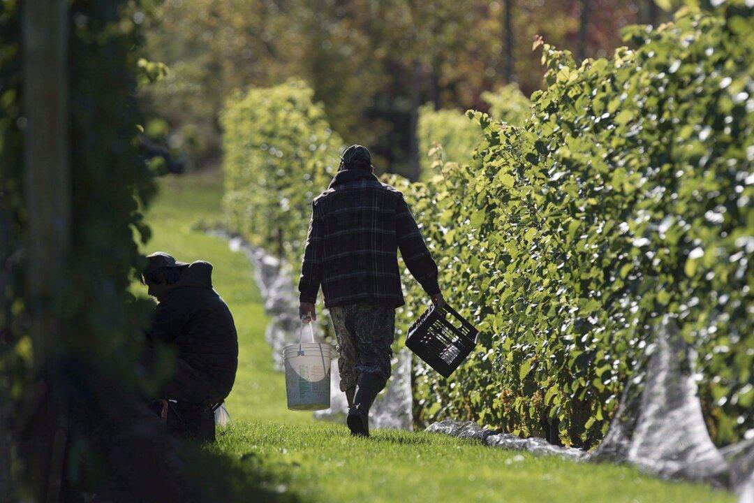 Canadian Producers Fear US Will Flood Market Following Chinese Tariffs